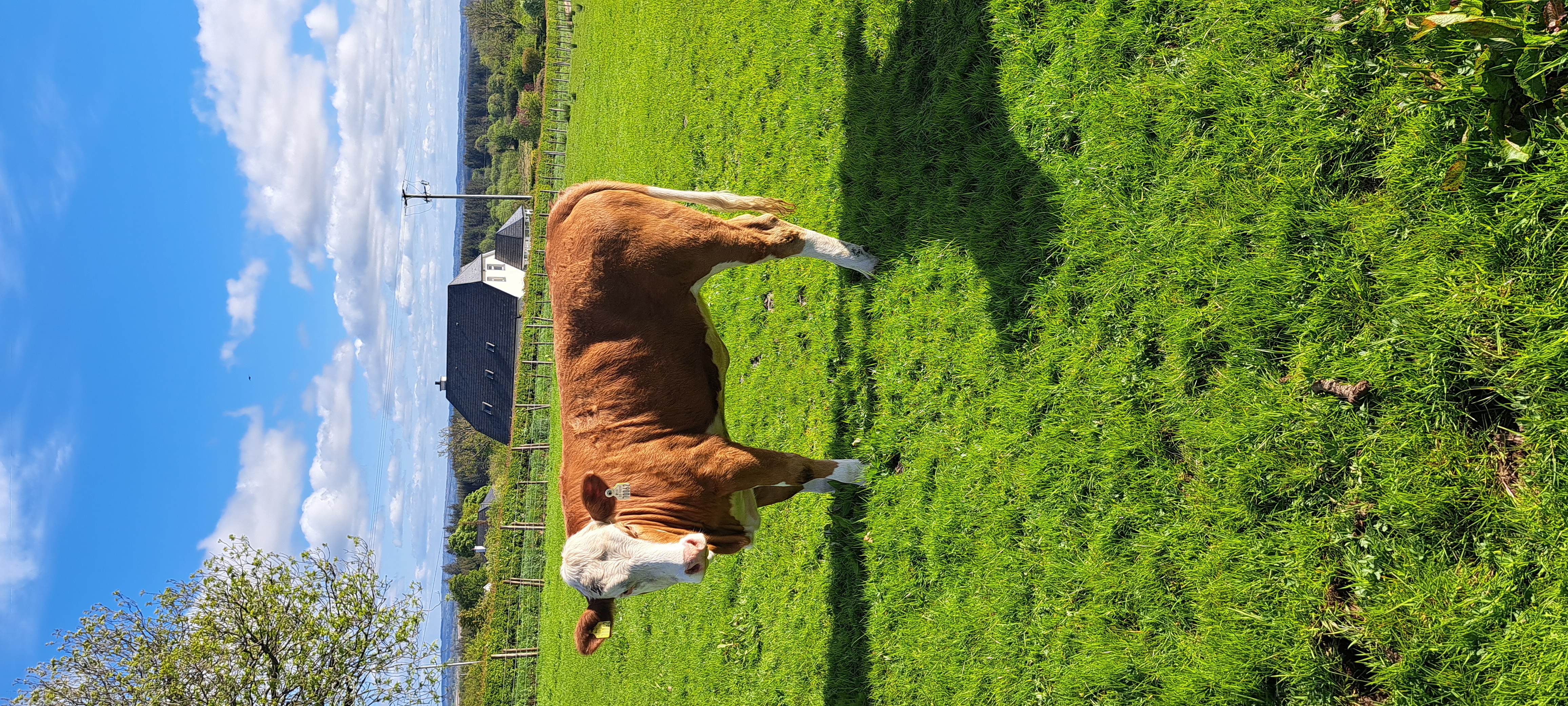 Moybank Tsarina Mr Bull P (presently for sale).