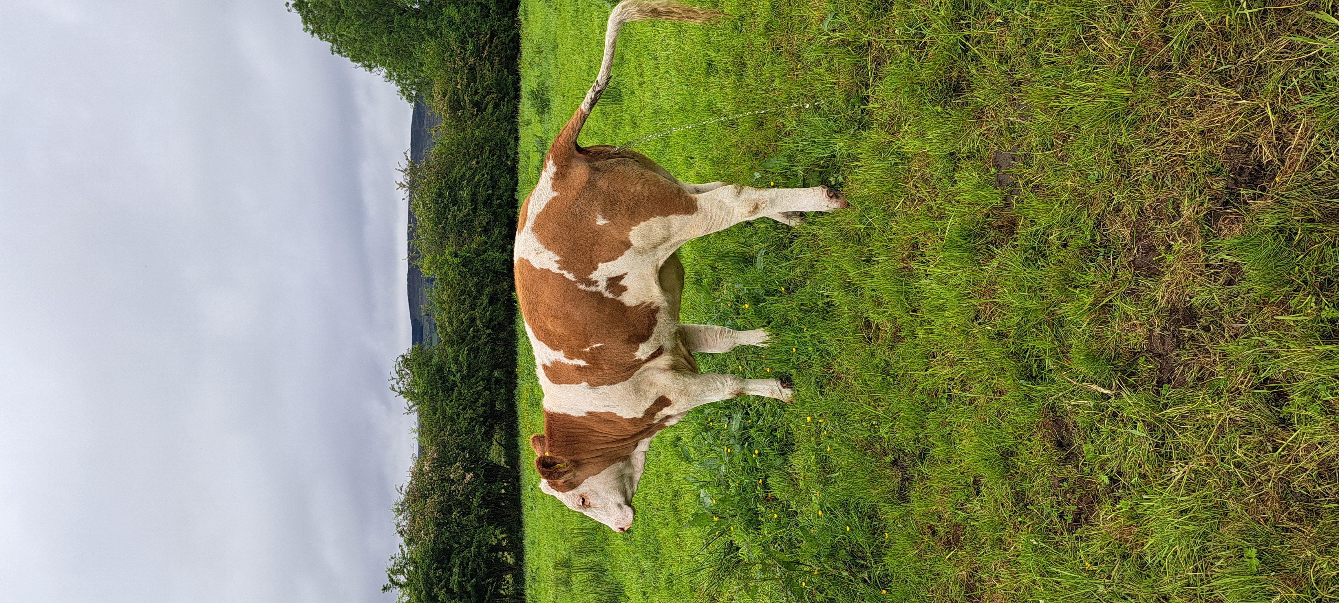 Moybank Sultana Krolle PP
