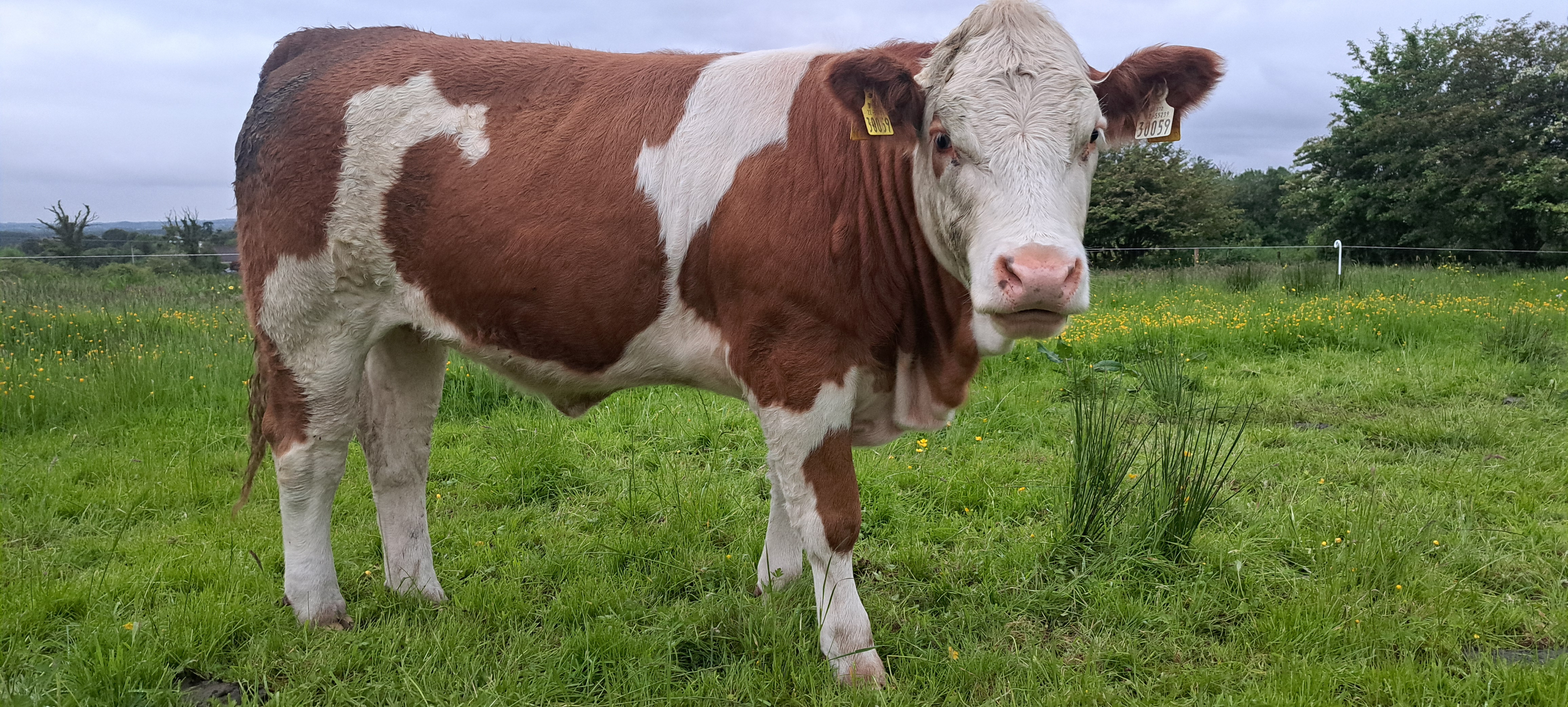 Moybank Sultana Mr Bull P