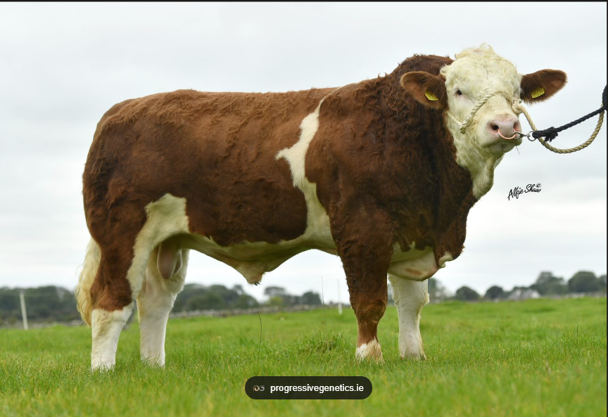 Portroyal Mr Bull PP used extensively in the herd to great success.